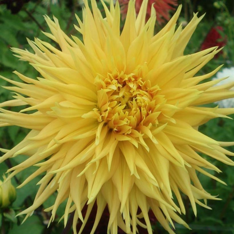 Dahlia cactus dentelle Encore (Floraison)
