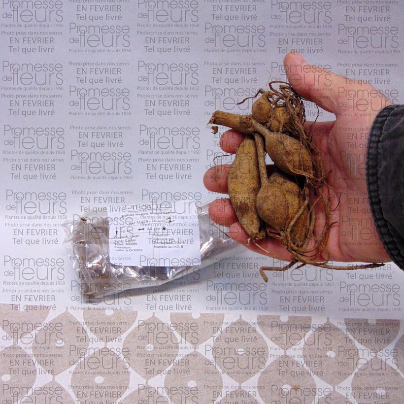 Exemple de spécimen de Dahlia Happy Single Flame Bulbe calibre I tel que livré