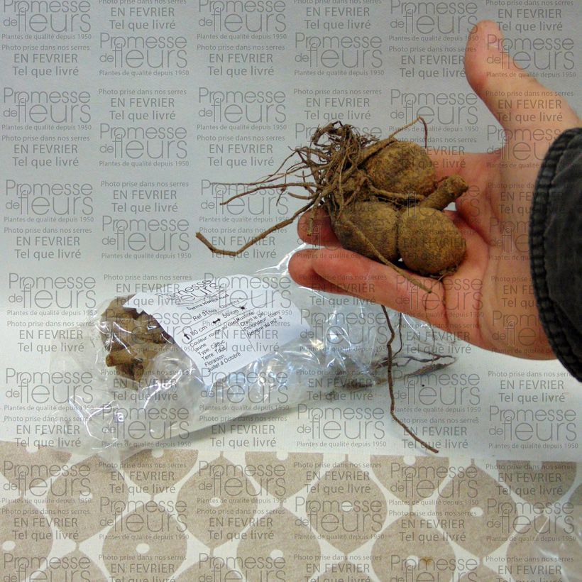 Exemple de spécimen de Dahlia Honka Red Bulbe calibre I tel que livré