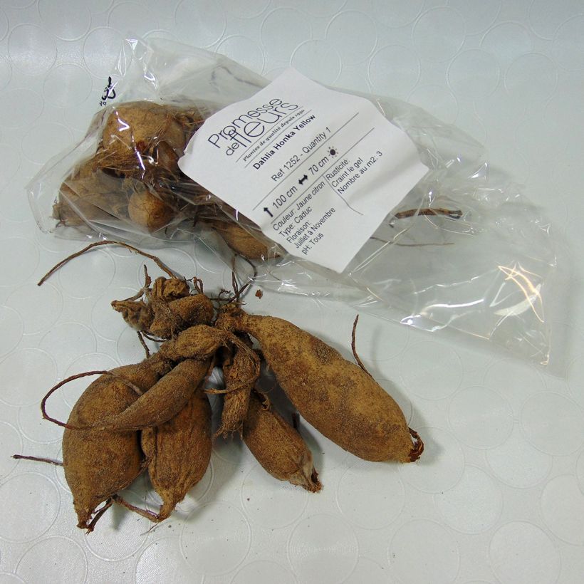 Exemple de spécimen de Dahlia Honka Yellow  Bulbe calibre I tel que livré