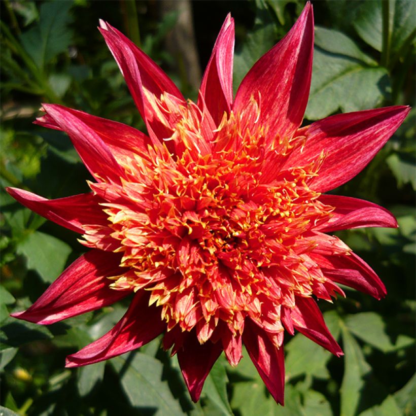 Dahlia anémone Jive (Floraison)