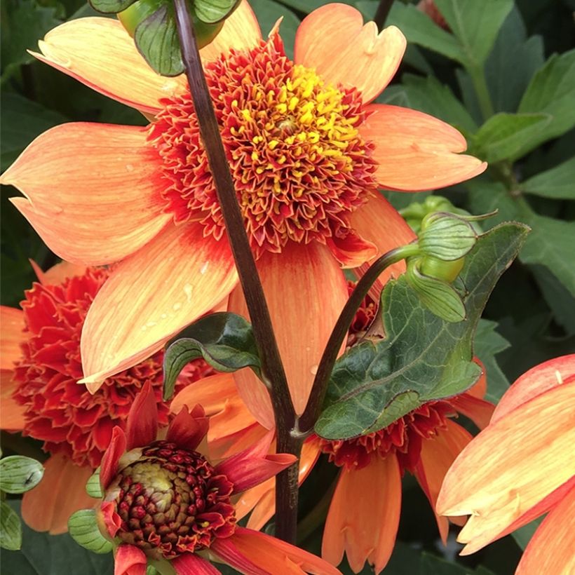 Dahlia anémone Josie (Floraison)