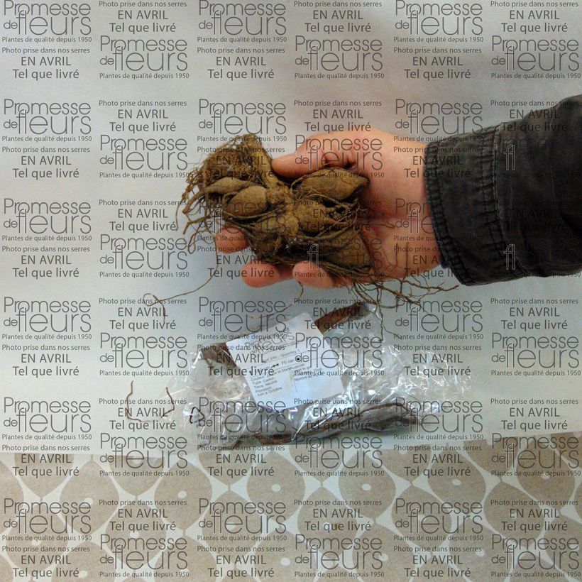 Exemple de spécimen de Dahlia anémone Polka Bulbe calibre I tel que livré