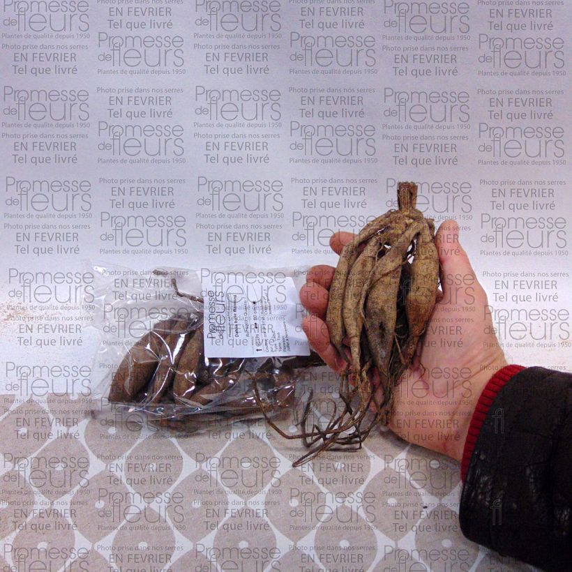 Exemple de spécimen de Dahlia balle Bantling Bulbe calibre I tel que livré