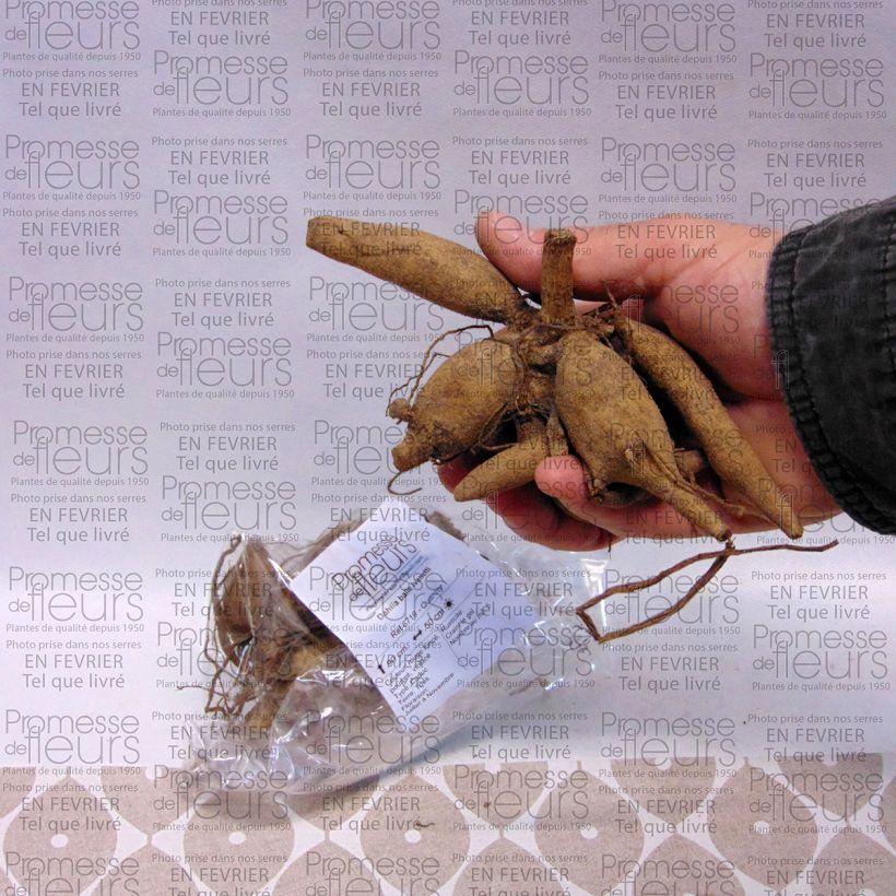 Exemple de spécimen de Dahlia balle Ivanetti Bulbe calibre I tel que livré