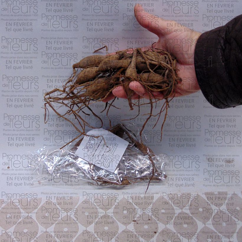 Exemple de spécimen de Dahlia balle Jowey Martina Bulbe calibre I tel que livré