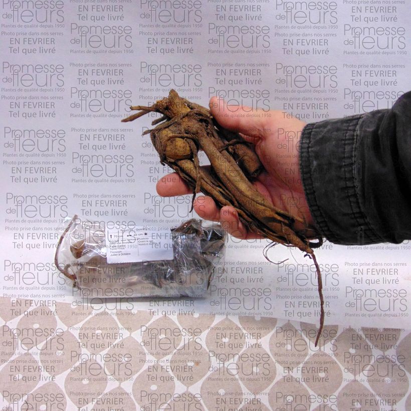 Exemple de spécimen de Dahlia balle Purple Fox Bulbe calibre I tel que livré