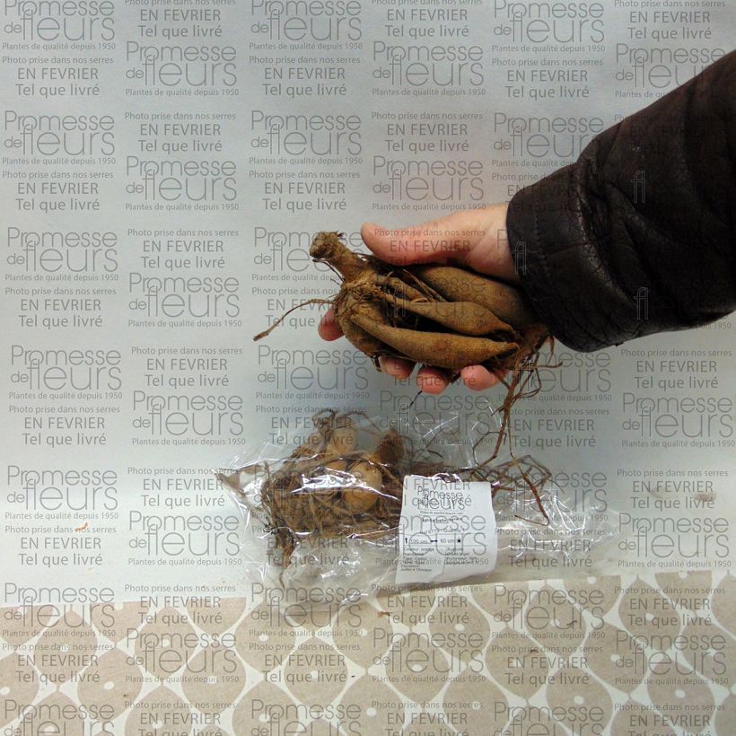 Exemple de spécimen de Dahlia balle Sylvia Bulbe calibre I tel que livré