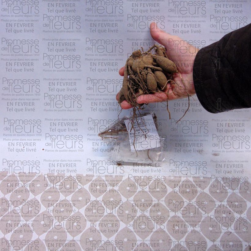 Exemple de spécimen de Dahlia cactus Friquolet Bulbe calibre I tel que livré