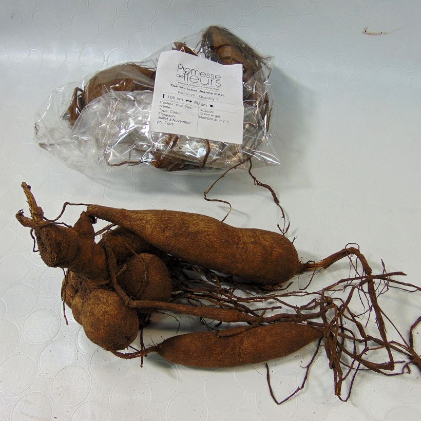 Exemple de spécimen de Dahlia cactus Jeanne d Arc Bulbe tel que livré