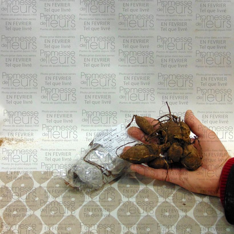 Exemple de spécimen de Dahlia cactus Kennemerland Bulbe calibre I tel que livré