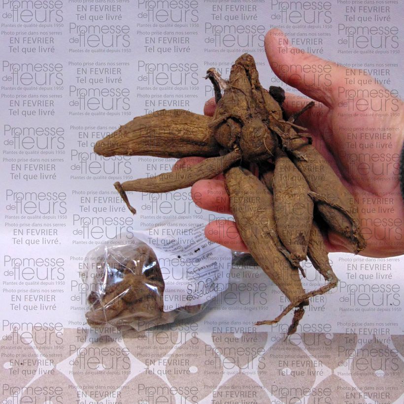 Exemple de spécimen de Dahlia cactus Orfeo Bulbe calibre I tel que livré