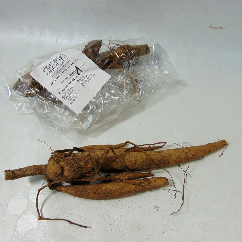 Exemple de spécimen de Dahlia cactus dentelle Ice Crystal Bulbe calibre I tel que livré