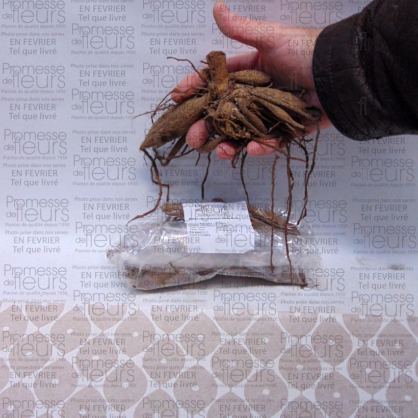 Exemple de spécimen de Dahlia cactus dentelle Nadia Ruth Bulbe calibre I tel que livré