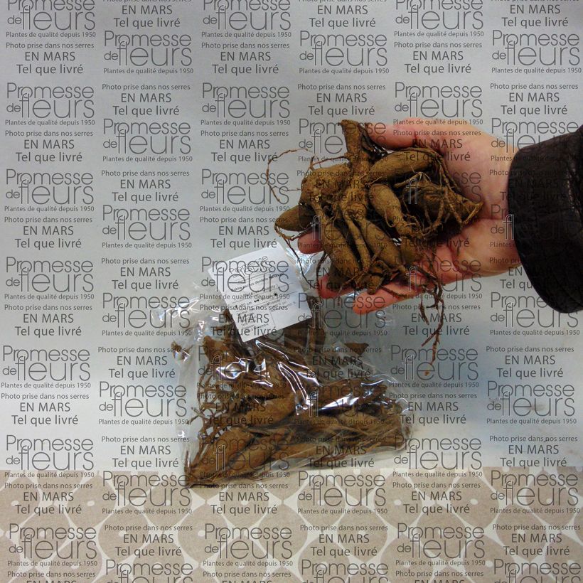 Exemple de spécimen de Dahlia cactus dentelle Nenekasi Bulbe calibre I tel que livré