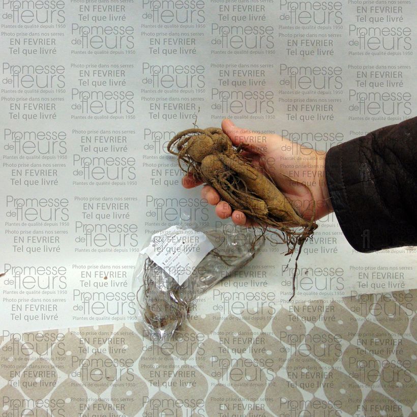 Exemple de spécimen de Dahlia cactus nain Park Idylle Bulbe calibre I tel que livré