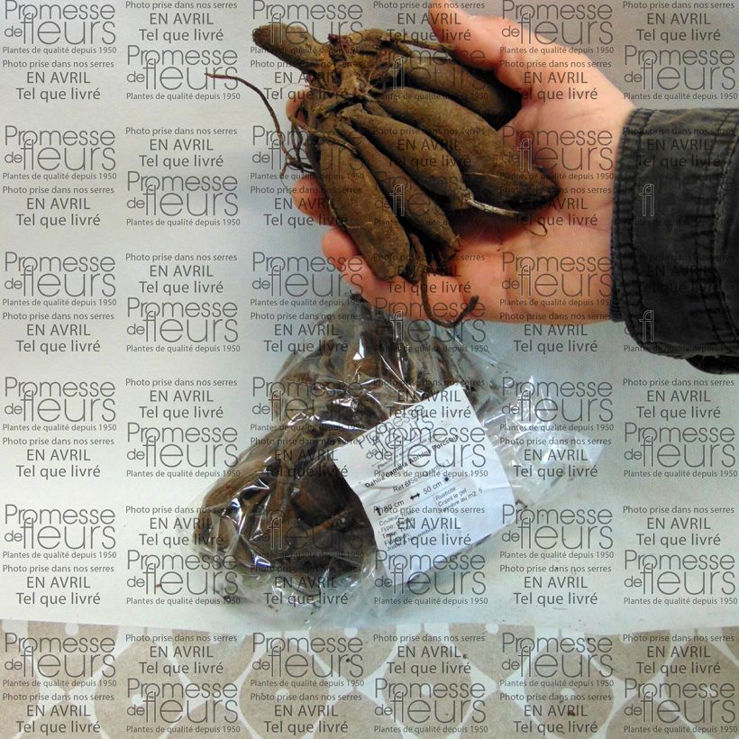 Exemple de spécimen de Dahlia camélia Abridge Porcelain Bulbe tel que livré