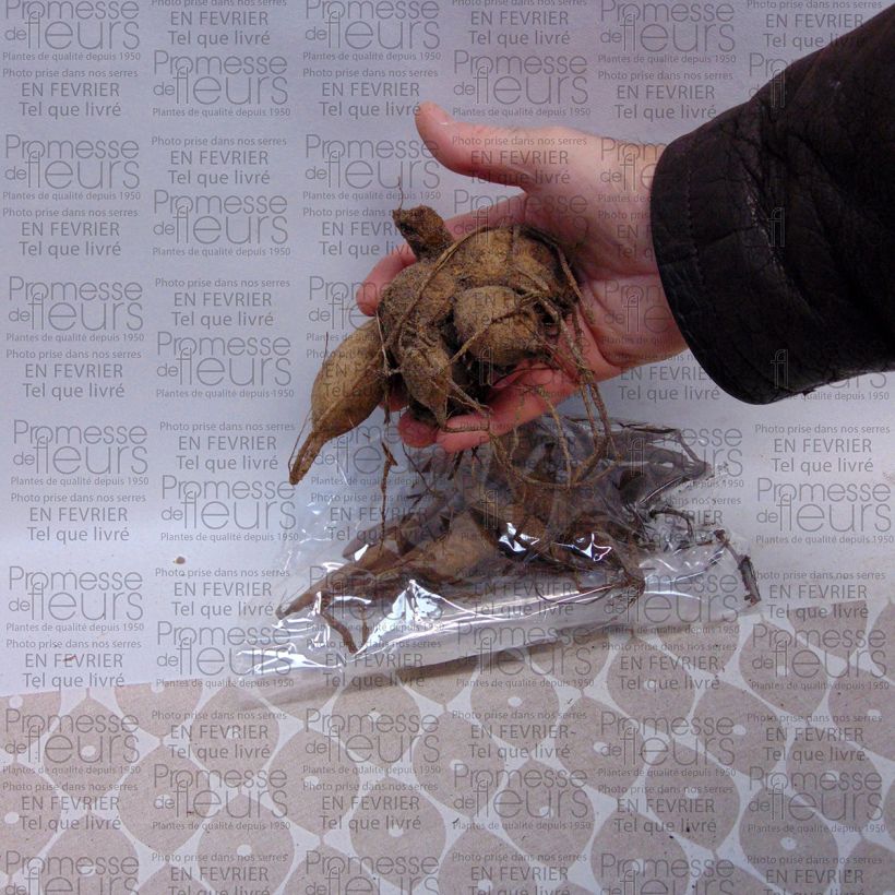 Exemple de spécimen de Dahlia camélia Apricot Desire Bulbe calibre I tel que livré