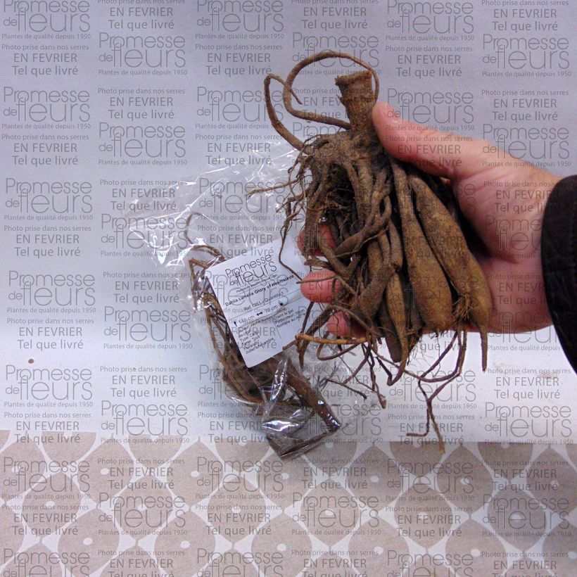 Exemple de spécimen de Dahlia camélia Glory of Heemstede Bulbe calibre I tel que livré