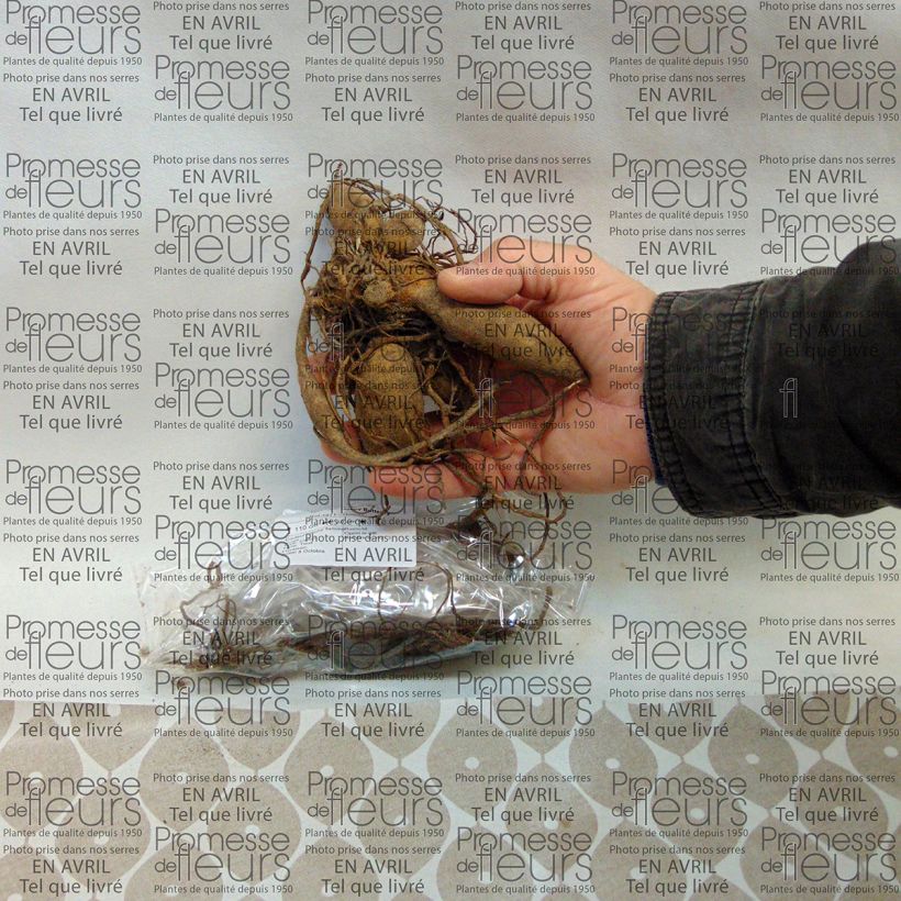 Exemple de spécimen de Dahlia camélia Happy Butterfly Bulbe calibre I tel que livré