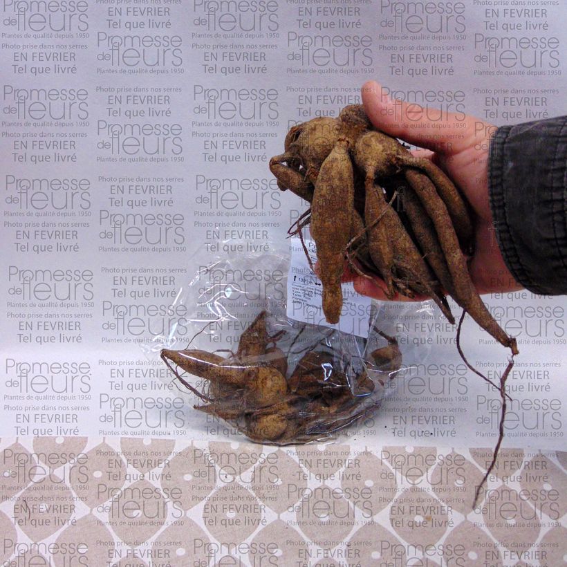 Exemple de spécimen de Dahlia camélia Yvonne Bulbe calibre I tel que livré