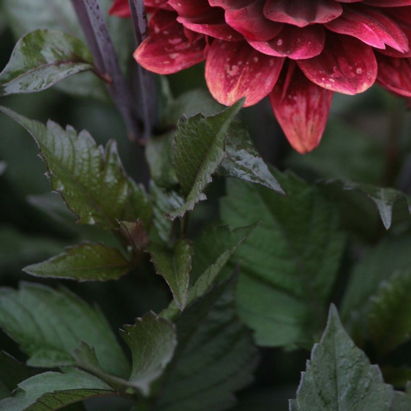 Dahlia décoratif After Dusk (Feuillage)