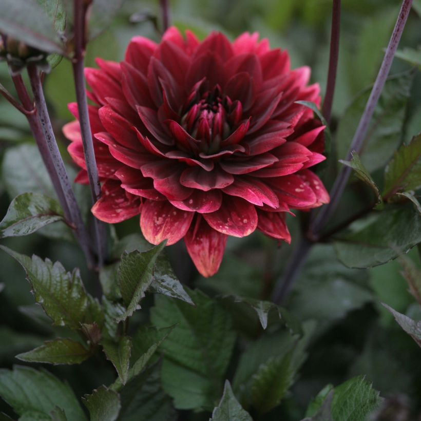 Dahlia décoratif After Dusk (Floraison)