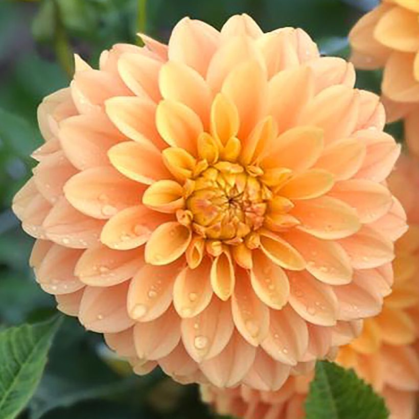 Dahlia décoratif Bocherell (Floraison)