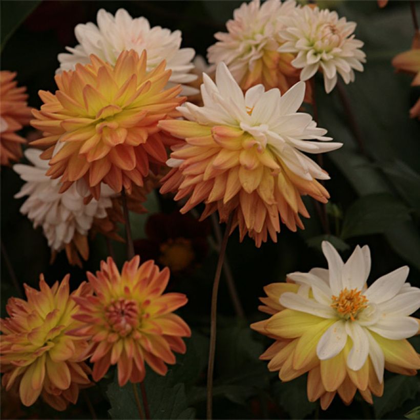 Dahlia décoratif Coup de Soleil (Floraison)