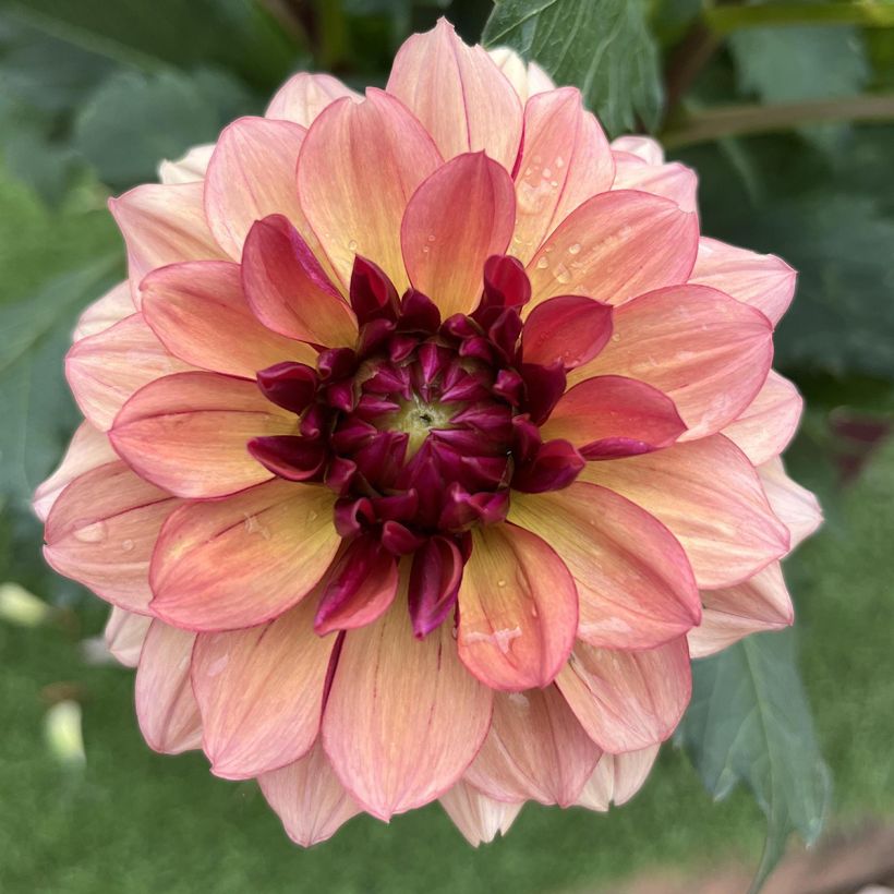 Dahlia décoratif Crème de Cognac (Floraison)