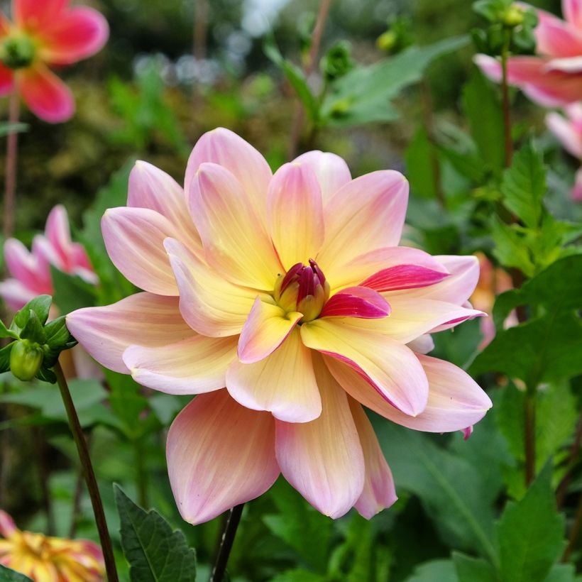 Dahlia décoratif Dark Butterfly (Floraison)