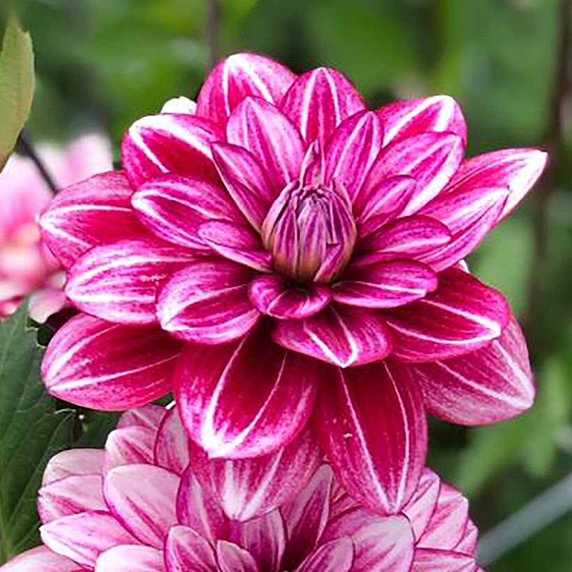 Dahlia décoratif Hémisphère (Floraison)