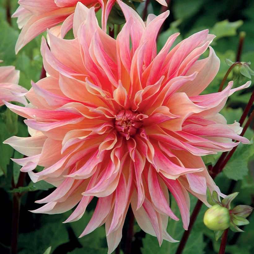 Dahlia décoratif Labyrinth (Floraison)