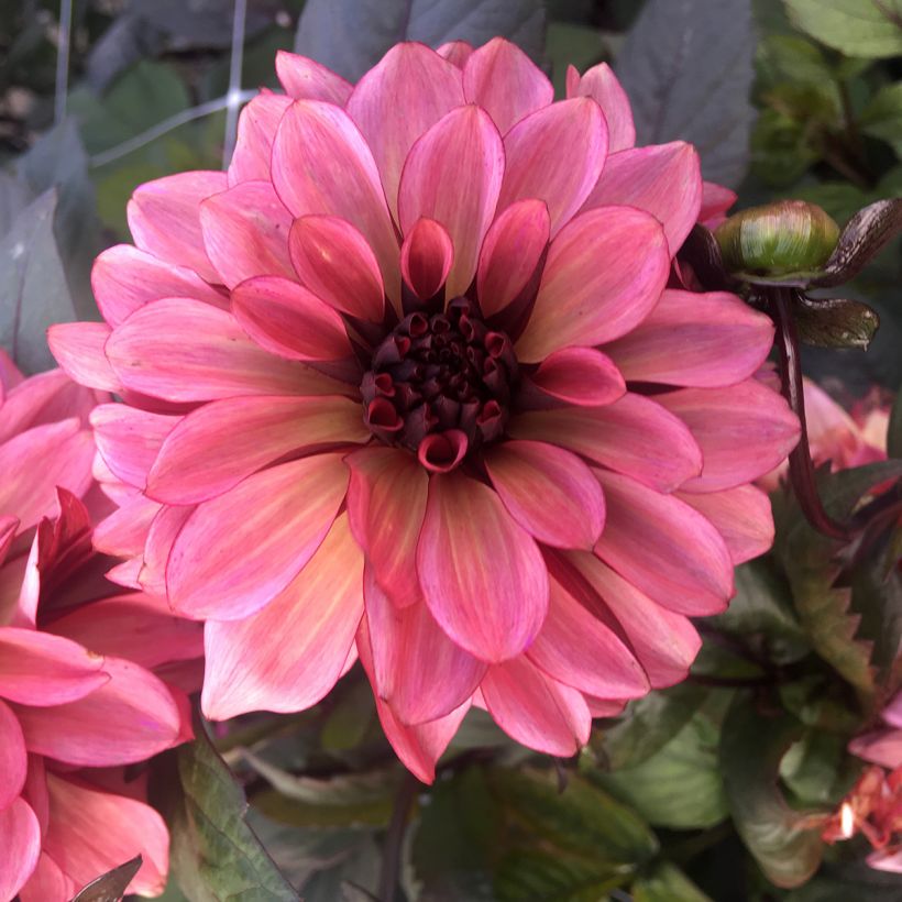 Dahlia décoratif Night Silence (Floraison)