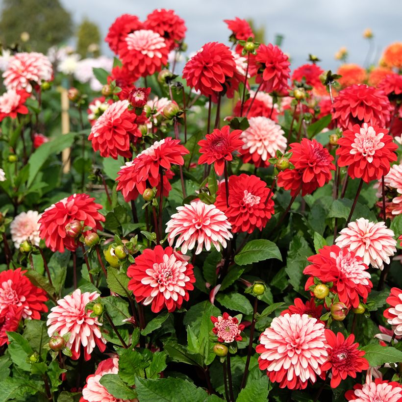 Dahlia décoratif Pacific time (Port)