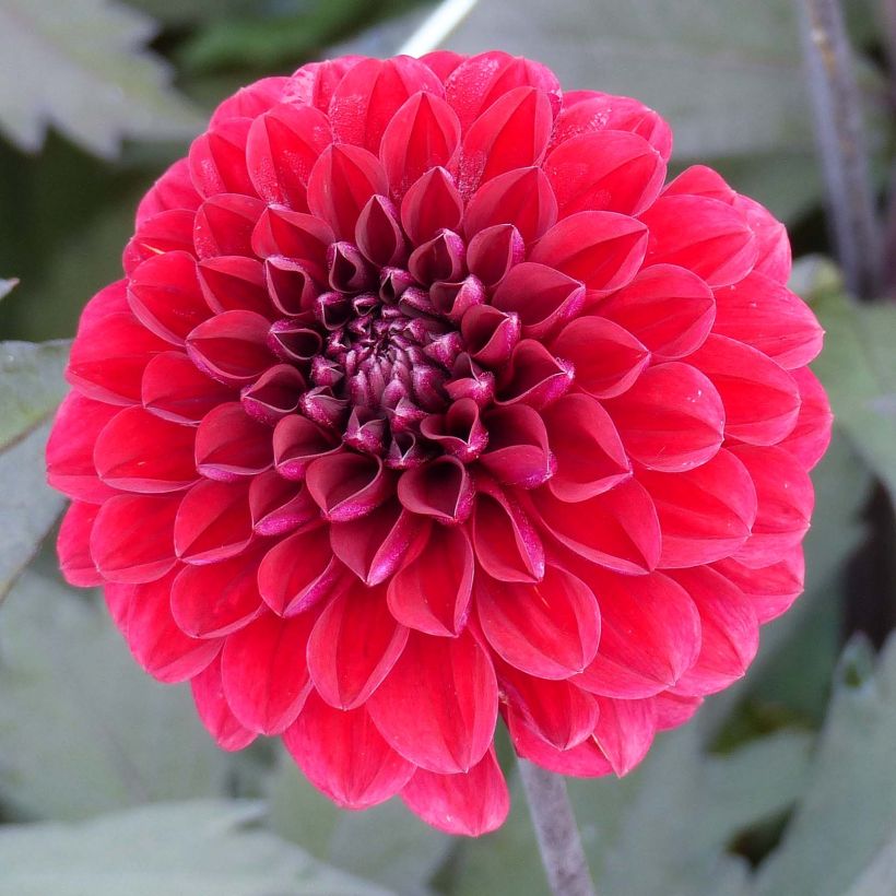 Dahlia décoratif Seniors Love (Floraison)