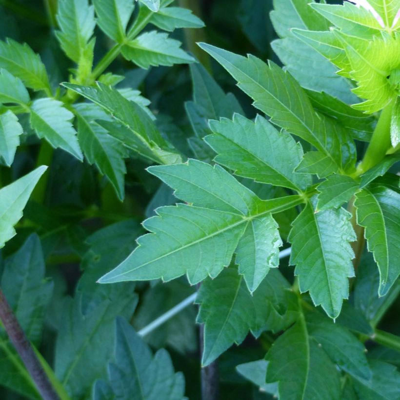 Dahlia décoratif Seniors Perfection (Feuillage)