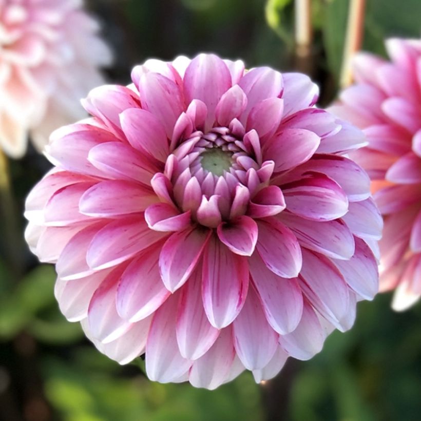 Dahlia décoratif Strawberry Cream (Floraison)