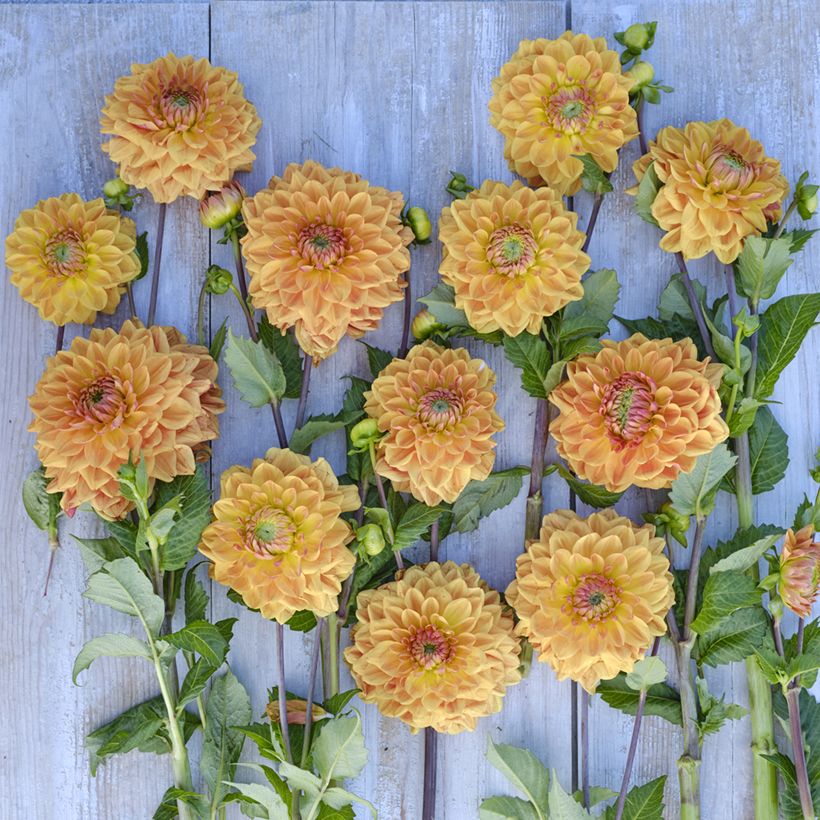 Dahlia décoratif à petites fleurs Caramel (Floraison)