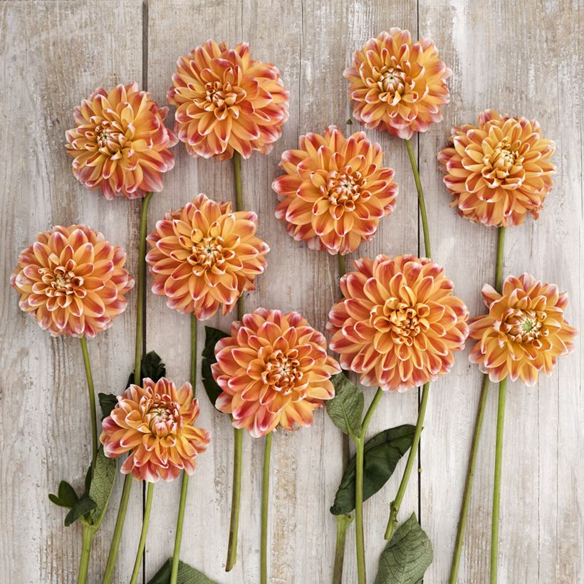 Dahlia décoratif à petites fleurs Hapet Harmony (Floraison)