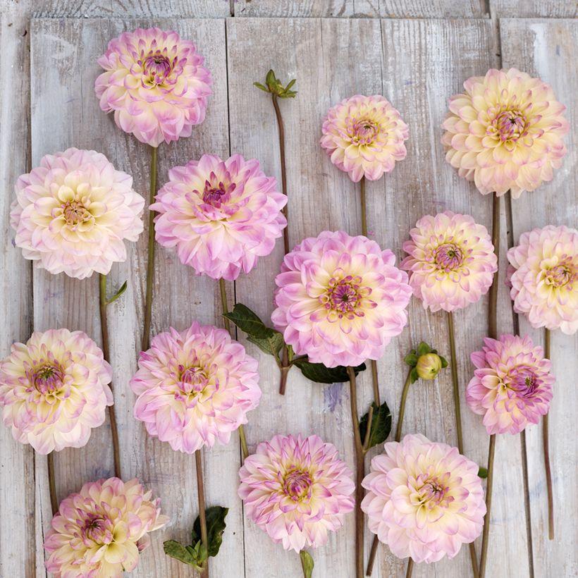 Dahlia décoratif à petites fleurs Sturm Kika (Floraison)