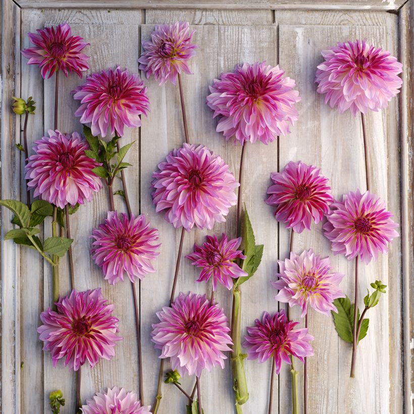 Dahlia décoratif à petites fleurs Violet Dance (Floraison)
