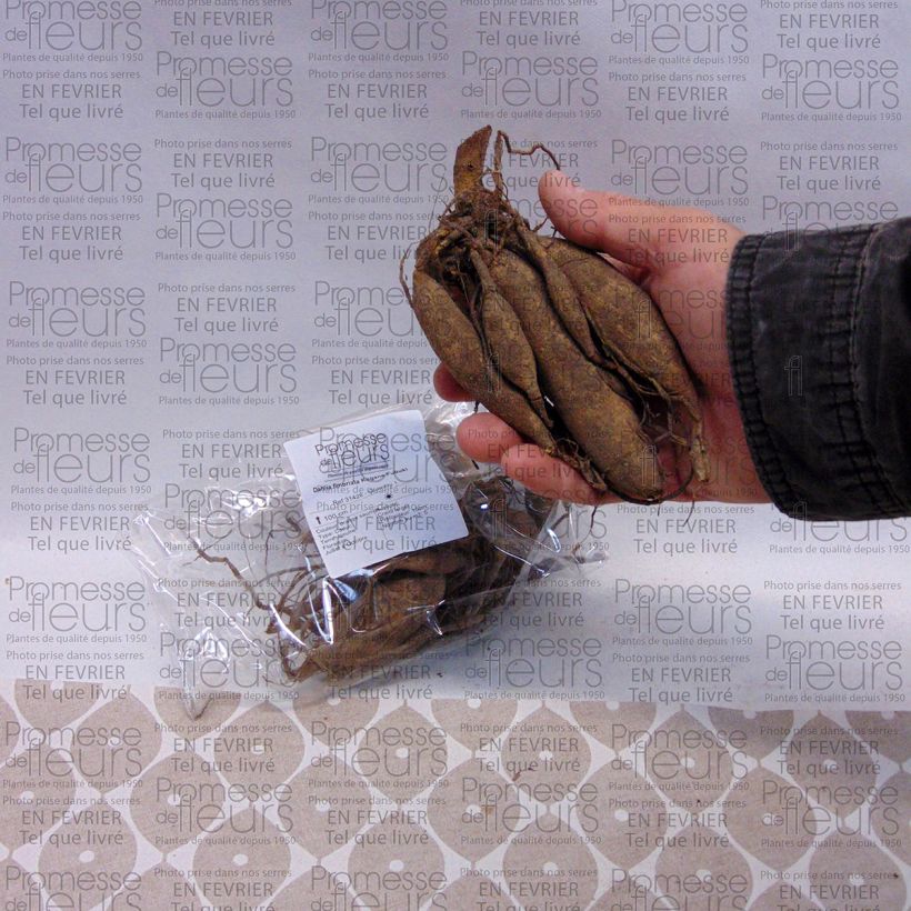 Exemple de spécimen de Dahlia fimbriata Kogane Fubuki Bulbe calibre I tel que livré