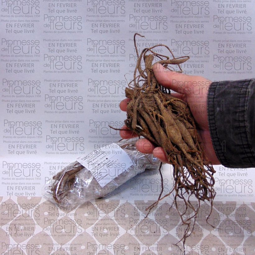 Exemple de spécimen de Dahlia géant Grand Prix Bulbe calibre I tel que livré