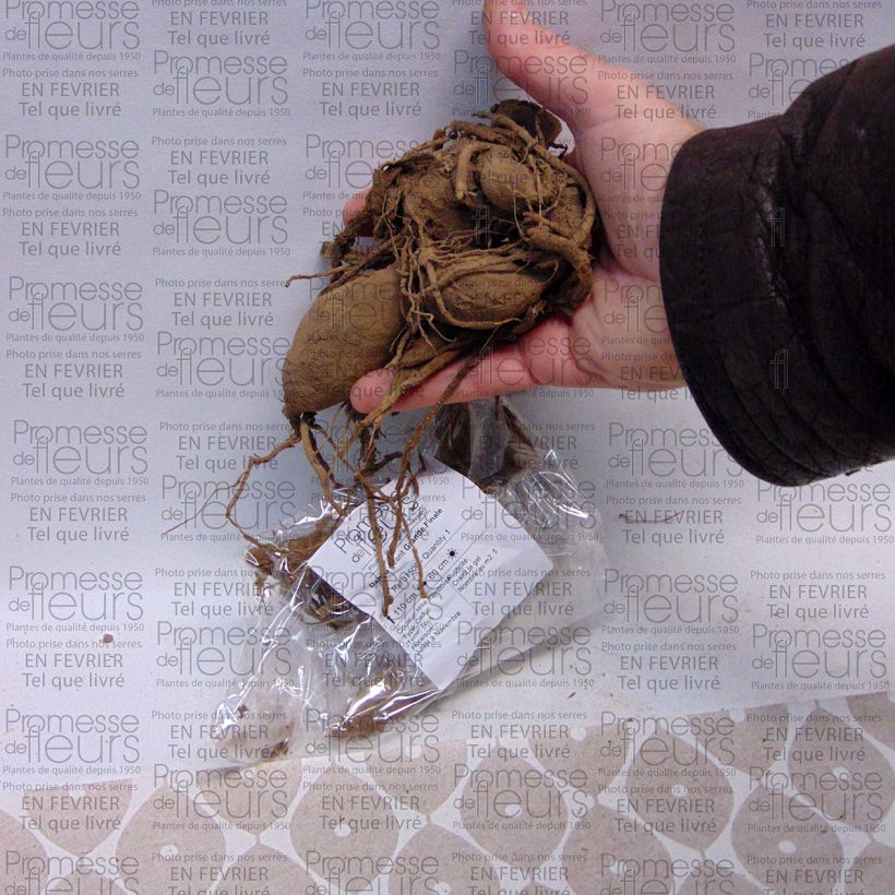 Exemple de spécimen de Dahlia géant Grande Finale Bulbe calibre I tel que livré