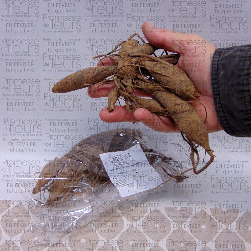 Exemple de spécimen de Dahlia géant Lavender Perfection Bulbe calibre I tel que livré