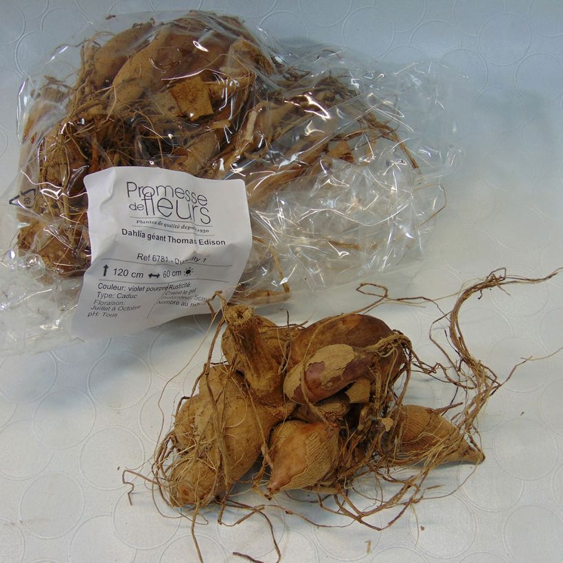 Exemple de spécimen de Dahlia géant Thomas Edison Bulbe calibre I tel que livré