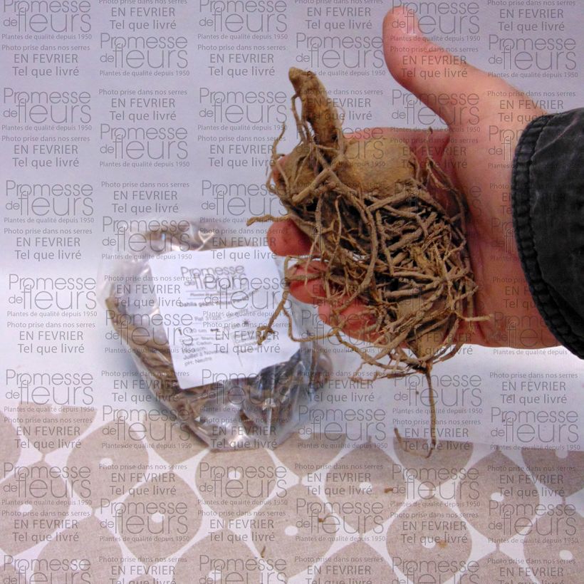 Exemple de spécimen de Dahlia géant White Perfection Bulbe size I tel que livré