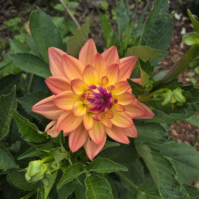 Dahlia nain Melody Dora (Floraison)
