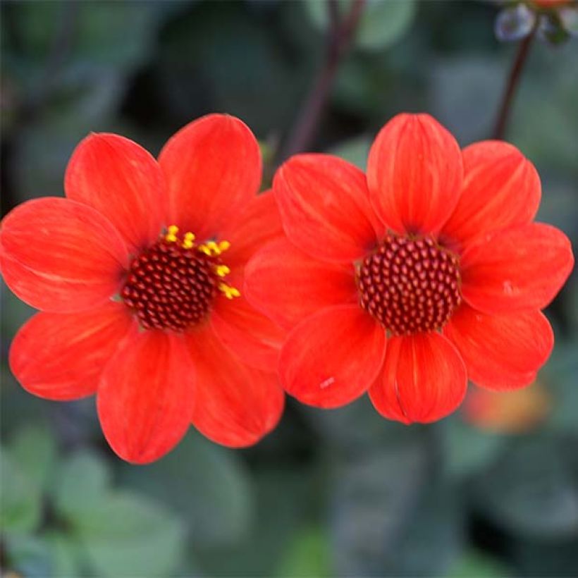 Dahlia nain Scura (Floraison)